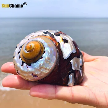 Južna Afrika Rong Snail Natural Conch Shell Fish Tank Akvarij uređenje zbirke mikro-krajolik morski puževi uzorak puževa