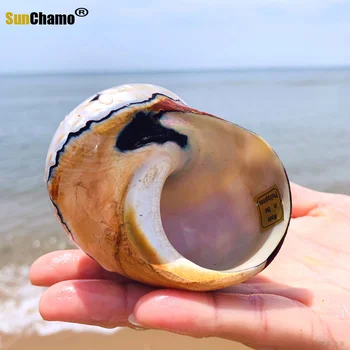 Južna Afrika Rong Snail Natural Conch Shell Fish Tank Akvarij uređenje zbirke mikro-krajolik morski puževi uzorak puževa