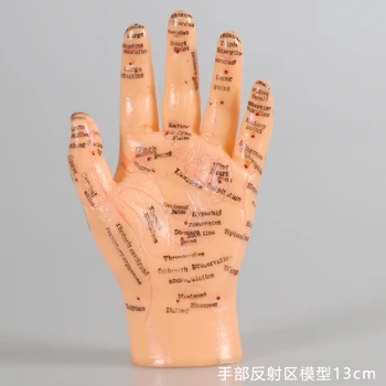 26/50 cm ljudska akupunktura акупунктурная model,ruka noga uho akupunkturne točke kineske medicinske obuke za masažu model engleska verzija