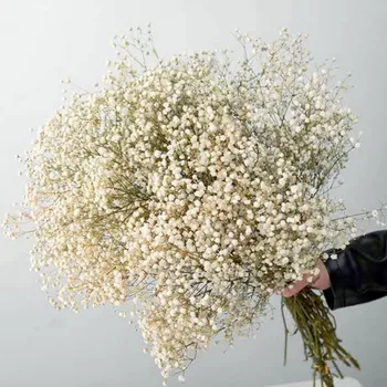 Prirodne svježe konzervirano, sušeno cvijeće Гипсофила метельчатая, disanje djeteta poklon buketi cvijeća za dekoraciju vjenčanja, voljeni