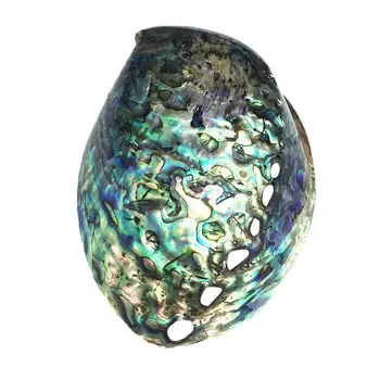 1pcsNew Zealand abalone shell Natural obrtni Conch Home Decoration Akvarij uređenje svadbena krajolik Decoraition