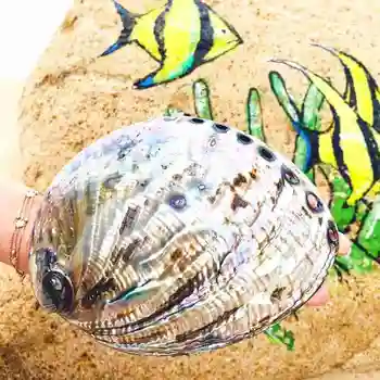 1pcsNew Zealand abalone shell Natural obrtni Conch Home Decoration Akvarij uređenje svadbena krajolik Decoraition