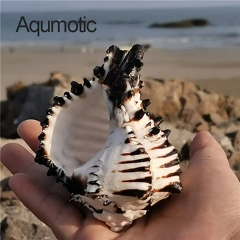 Aqumotic Original Black Zebra Big Black Murex Shell 1pc morska umivaonik Ocean umivaonik spremnik za vodu, za uređenje Ribe