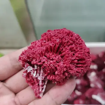 Prirodni crveni koralj Akvarij dekor Akvarij ukrasi Akvarij krajobraznog uređenja uređenje doma