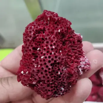 Prirodni crveni koralj Akvarij dekor Akvarij ukrasi Akvarij krajobraznog uređenja uređenje doma