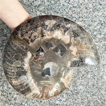 Ogromna veličina 1 par 2 kom. аммонит ископаемый od Madagaskara umivaonik fosilnih oko 20 cm u promjeru